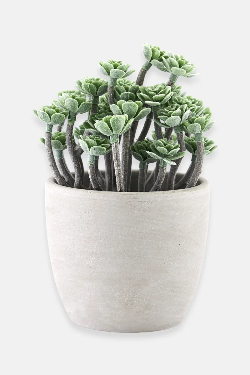 موي موتشو Decorative Plant Pot, Green