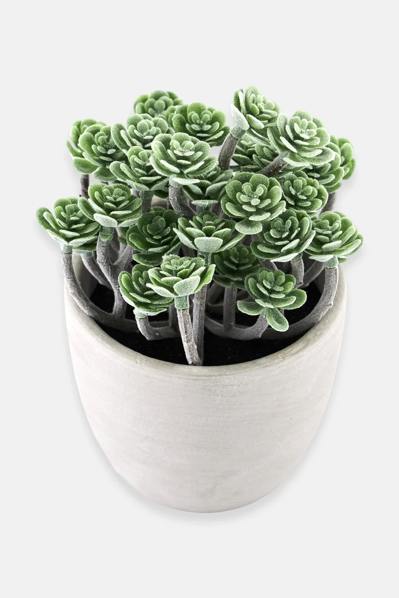 موي موتشو Decorative Plant Pot, Green