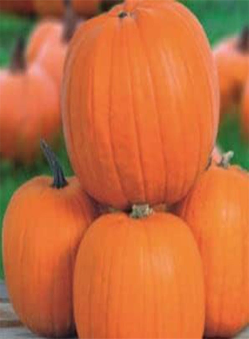 جي جوت 12 بذور من حقل اليقطين في كونيتيكت، كنوز الحديقة، أعشاب طازجة، خضراوات، فاكهة