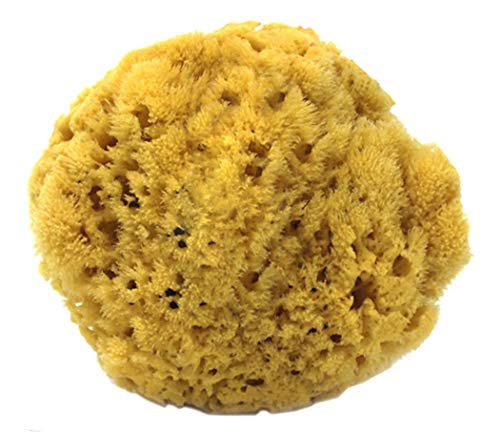 spa destinations 100% Natural Sea Sponge 5-6" by Spa Destinations"Creating The In Home Spa Experience" For the Perfect Bath or Shower Experience. … - Image 1