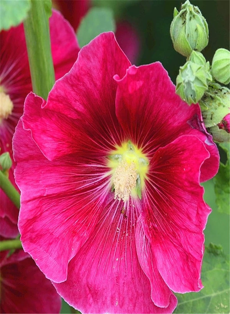 GGOOT Hollyhock Seeds/Indoor Outdoor Seeds/Can Blossom in Large Numbers/Provoked Envy of Neighbors/Flower Seeds UK/Enjoy Fun of Planting-500 PCS - Image 1
