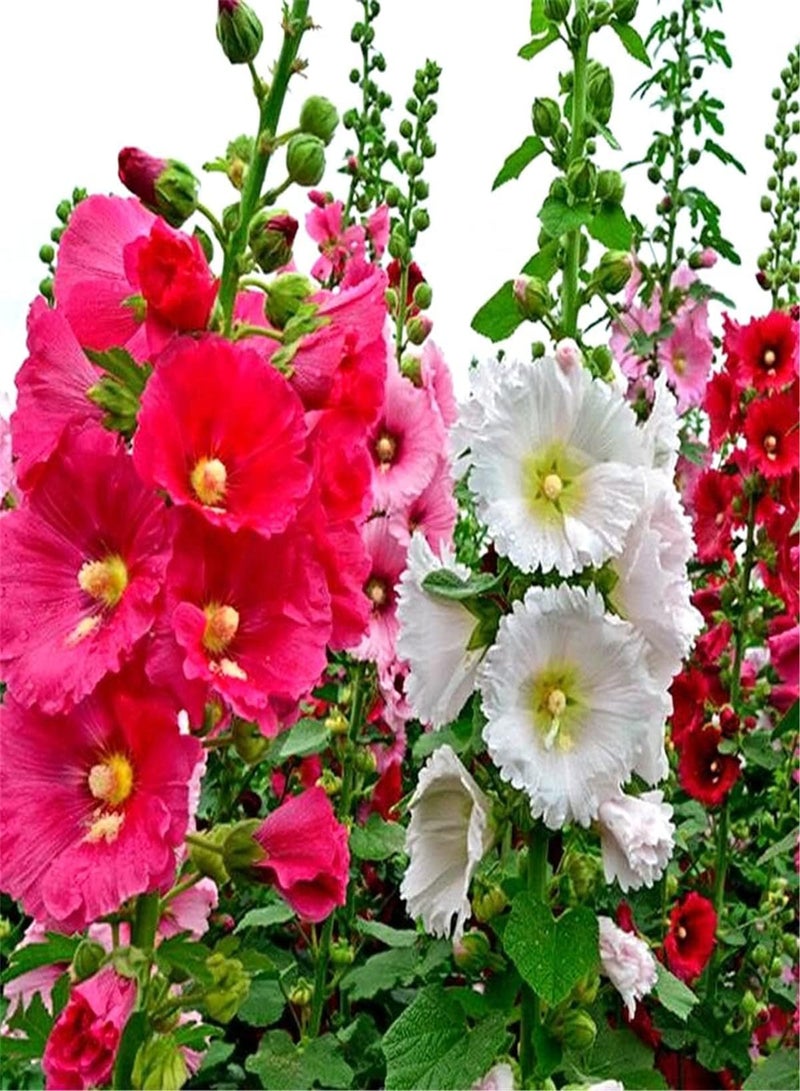 GGOOT Hollyhock Seeds/Indoor Outdoor Seeds/Can Blossom in Large Numbers/Provoked Envy of Neighbors/Flower Seeds UK/Enjoy Fun of Planting-500 PCS - Image 2