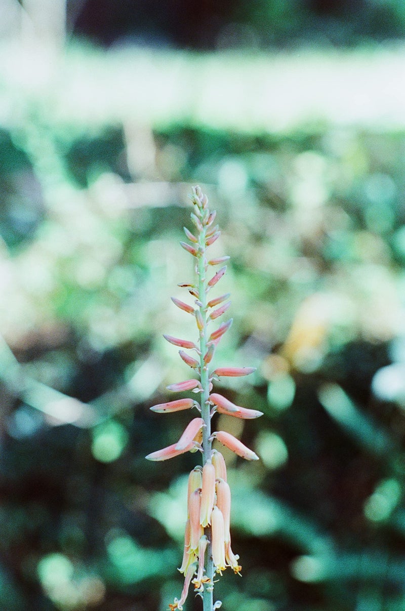 RETO Amber Color Negative, 27EXP, 35MM Cine Film (D400) - Image 5