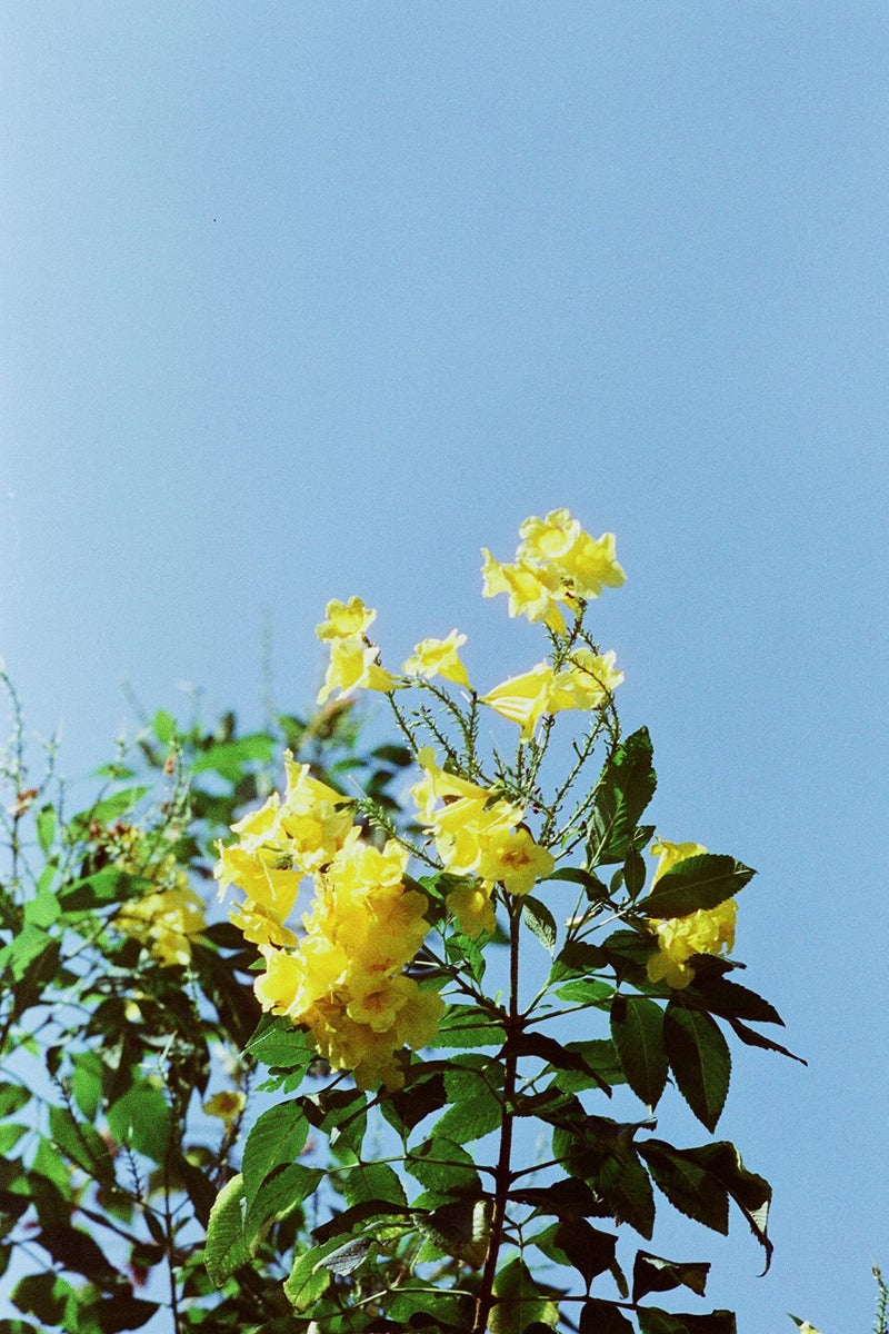 RETO Amber Color Negative, 27EXP, 35MM Cine Film (D400) - Image 4