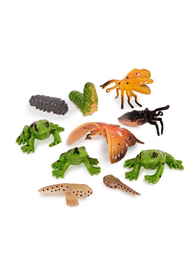 Terra by Battat 10 Pcs Metamorphosis Animals Tube, Metamorphosis Animals Set-Ensembled' Animaux Avec Met Amorphose, Realistic looking Mini 4-12 cm Plastic Animal Figure Toys for Kids 3+ Years  - Image 2
