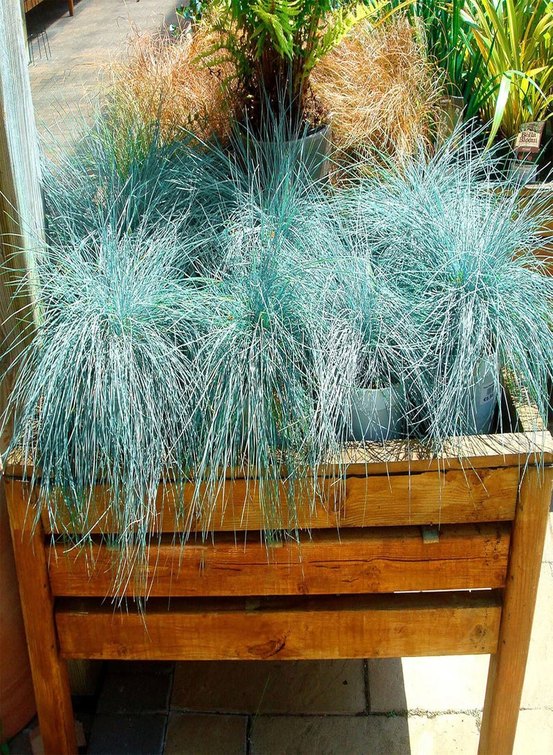 جي جوت 300 قطعة من نباتات عشب الفستوكة الزرقاء، نباتات عشبية دائمة الخضرة مقاومة للجفاف، مناسبة للزراعة في الحدائق والساحات، بذور عشب أخضر - Image 3