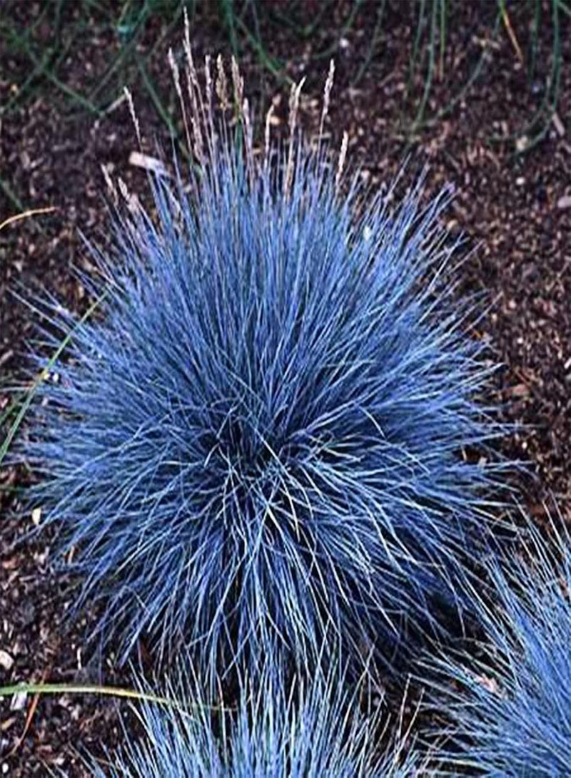 جي جوت 300 قطعة من نباتات عشب الفستوكة الزرقاء، نباتات عشبية دائمة الخضرة مقاومة للجفاف، مناسبة للزراعة في الحدائق والساحات، بذور عشب أخضر - Image 5