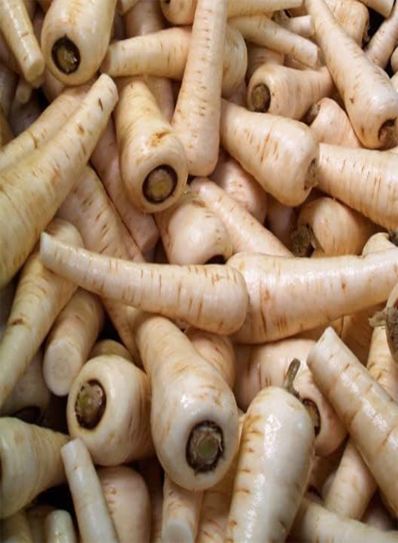 GGOOT Parsnip Plug Plants - Grow Your Own from our Premium Quality Plants (12) - Image 1