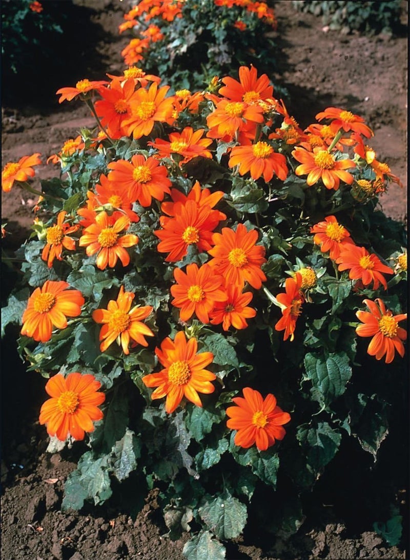 GGOOT Mexican Sunflower,Orange/Gold (100 SEEDS)  Speciosa Goldfinger - Image 3