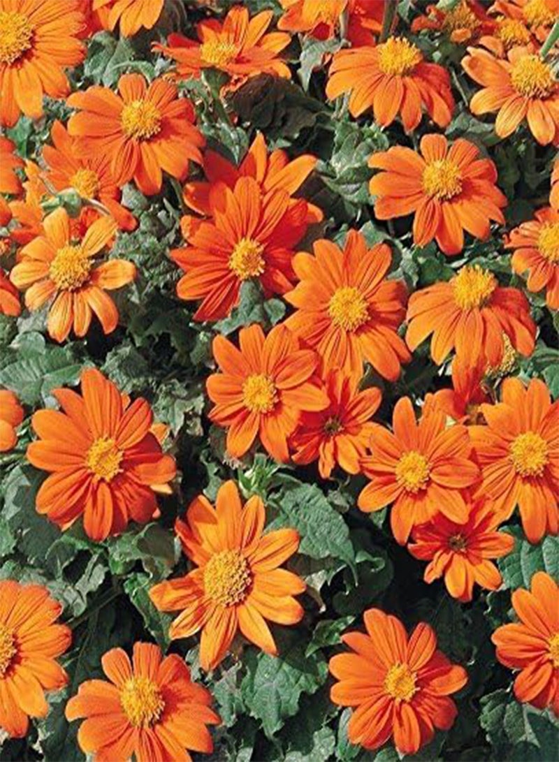 GGOOT Mexican Sunflower,Orange/Gold (100 SEEDS)  Speciosa Goldfinger - Image 1