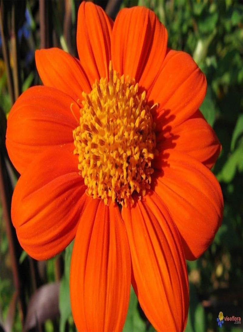 GGOOT Mexican Sunflower,Orange/Gold (100 SEEDS)  Speciosa Goldfinger - Image 5
