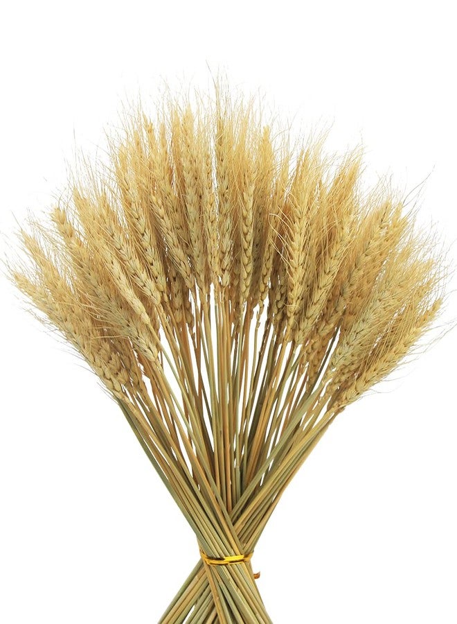 JOJAZE 100 Stems Dried Wheat Stalks for Decor Artificial Dried Wheat Sheaves Faux Wheat Stems Natural Wheat Stalks Bundle for Wedding Party Table Centerpiece Harvest Wreath Boho Farmhouse DIY - Image 1