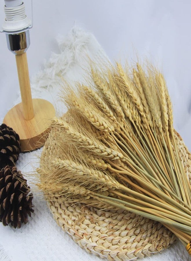 JOJAZE 100 Stems Dried Wheat Stalks for Decor Artificial Dried Wheat Sheaves Faux Wheat Stems Natural Wheat Stalks Bundle for Wedding Party Table Centerpiece Harvest Wreath Boho Farmhouse DIY - Image 4