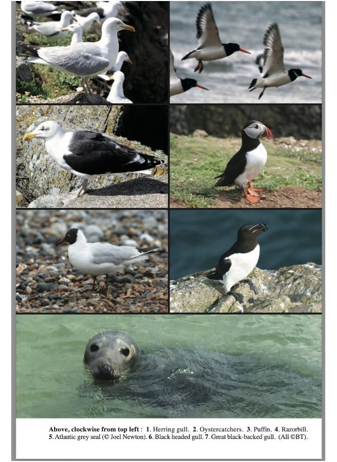Cornwall Coast Path (South-West Coast Path Part 2) Bude to Plymouth (Trailblazer British Walking Guides): 142 Large-Scale Walking Maps & Guides to 81 ... - Planning, Places to Stay, Places to Eat