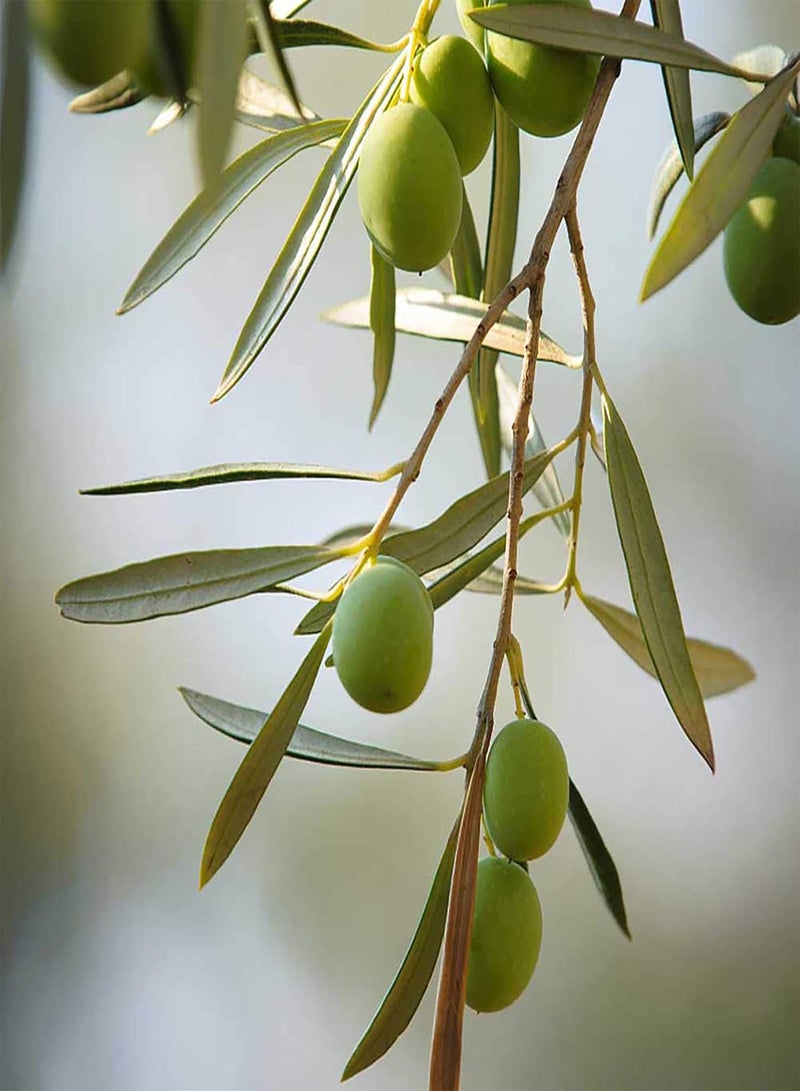 GGOOT 1 Bag Olive Tree Seeds,Rustic Nutritious Symbolic Plant Seeds for Home Planting Garden Yard Outdoor 1 Olive Tree Seeds - Image 5