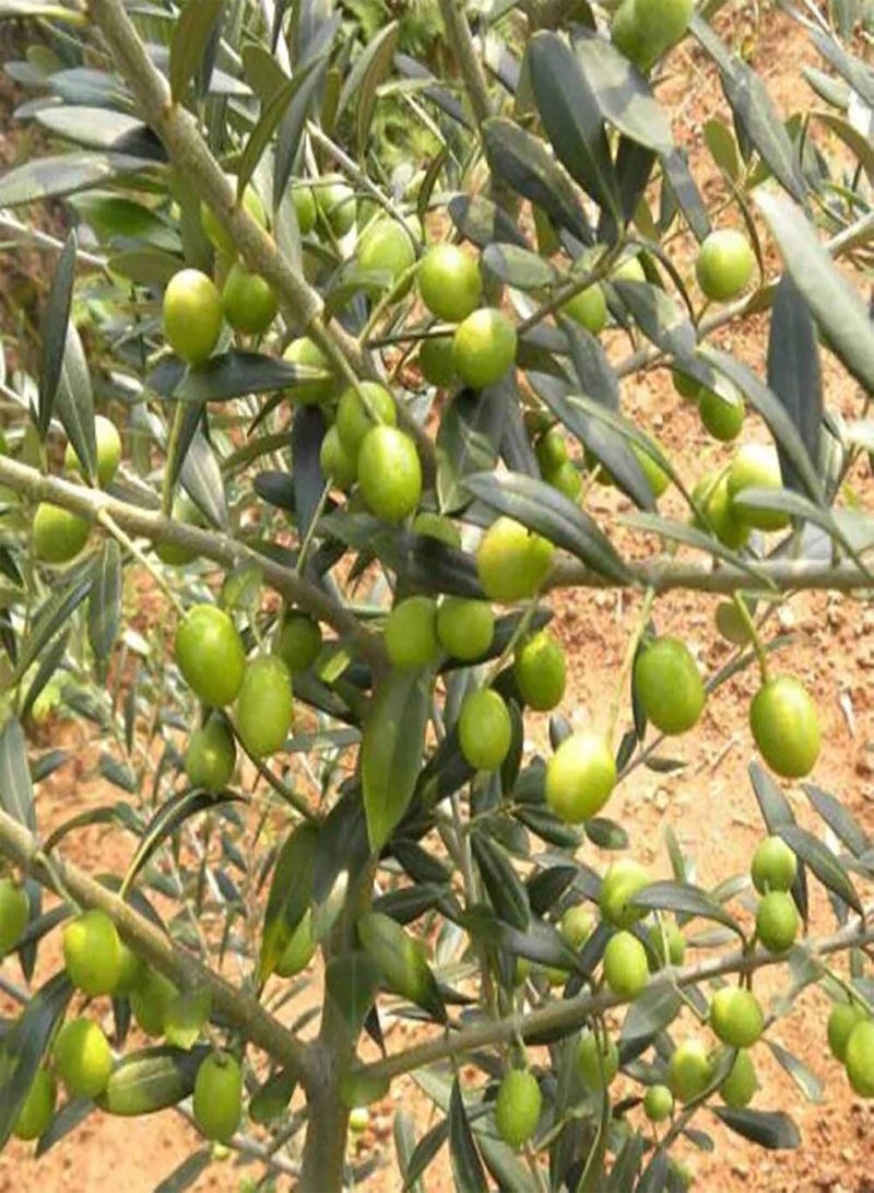 GGOOT 1 Bag Olive Tree Seeds,Rustic Nutritious Symbolic Plant Seeds for Home Planting Garden Yard Outdoor 1 Olive Tree Seeds - Image 2