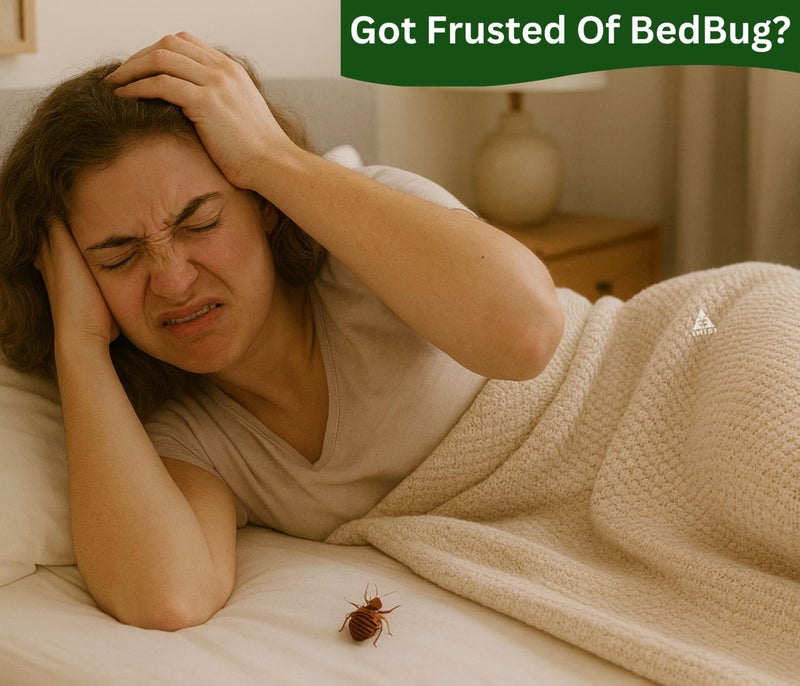 Amish Herbal Bedbug Spray 250ml | Powerful Bed Bugs Repel Spray for Bed, Mattress & Furniture | Organic Khatmal Repellent for Home | Odorless Herbal Pest Control - Image 2