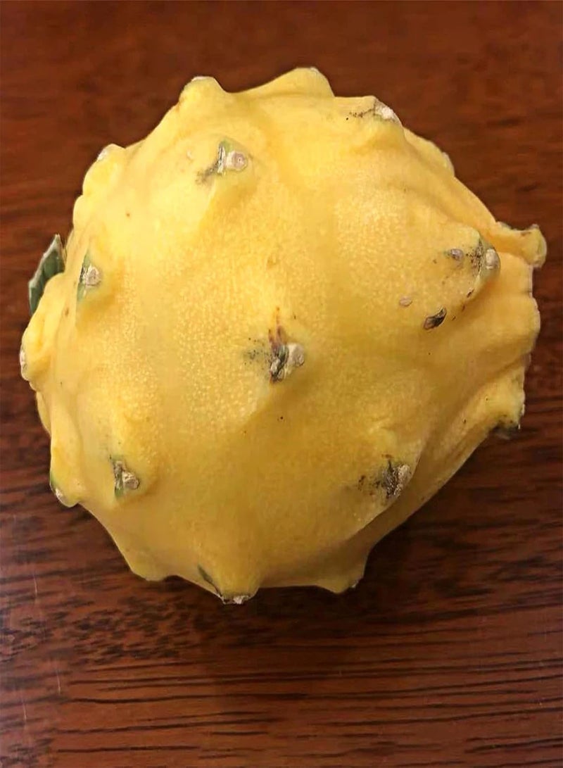 GGOOT Plant Seed 30Pcs/Bag Hylocereus Megalanthus Seeds Succulent Water Demand Yellow Fruit Prolific Hylocereus Megalanthus Seeds for Orchard - Hylocereus megalanthus Seeds - Image 4