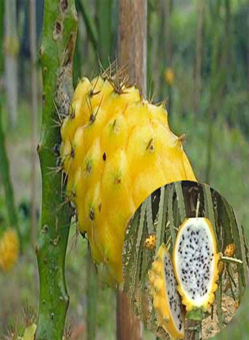 GGOOT Plant Seed 30Pcs/Bag Hylocereus Megalanthus Seeds Succulent Water Demand Yellow Fruit Prolific Hylocereus Megalanthus Seeds for Orchard - Hylocereus megalanthus Seeds - Image 5