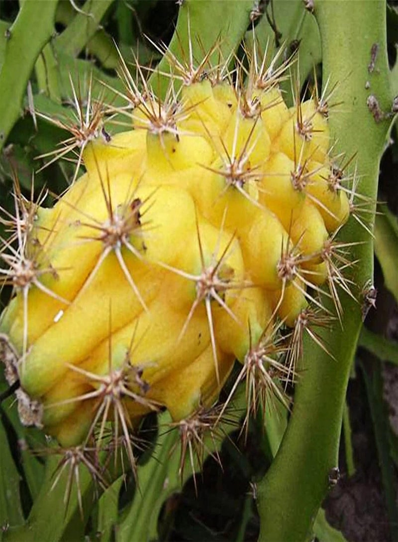 GGOOT Plant Seed 30Pcs/Bag Hylocereus Megalanthus Seeds Succulent Water Demand Yellow Fruit Prolific Hylocereus Megalanthus Seeds for Orchard - Hylocereus megalanthus Seeds - Image 3