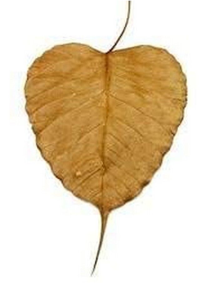 BSD Organics Natural Dried Peepal Leaves/Arasa Illai For Skin Care Oral Care Tea And More 75 Grams  - Image 1