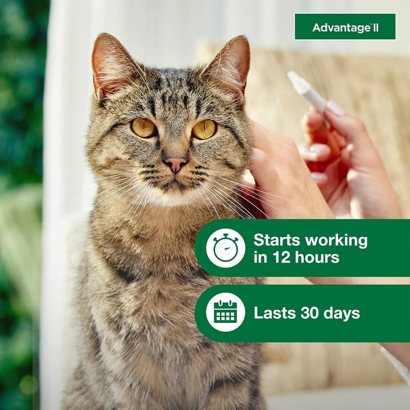 Advantage II Large Cat Vet-Recommended Flea Treatment & Prevention | Cats Over 9 lbs. | 1-Month Supply - Image 5