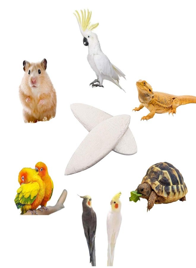 HEQU 6 Pcs Natural Cuttlebone Parakeets Pure Cuttlebone Calcium Stone for Tortoise Parakeets Canaries Cockatiels Turtles Cockatiel 9.5-10.4cm/3.7-4 inch - Image 3