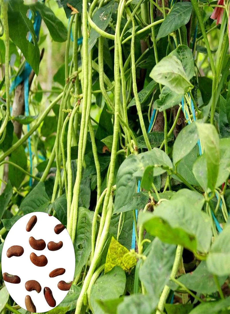 GGOOT 250Pcs Vegetable seeds Edible Non GMO Fresh Natural Long Bean seeds Farm Accessories Green - Image 4