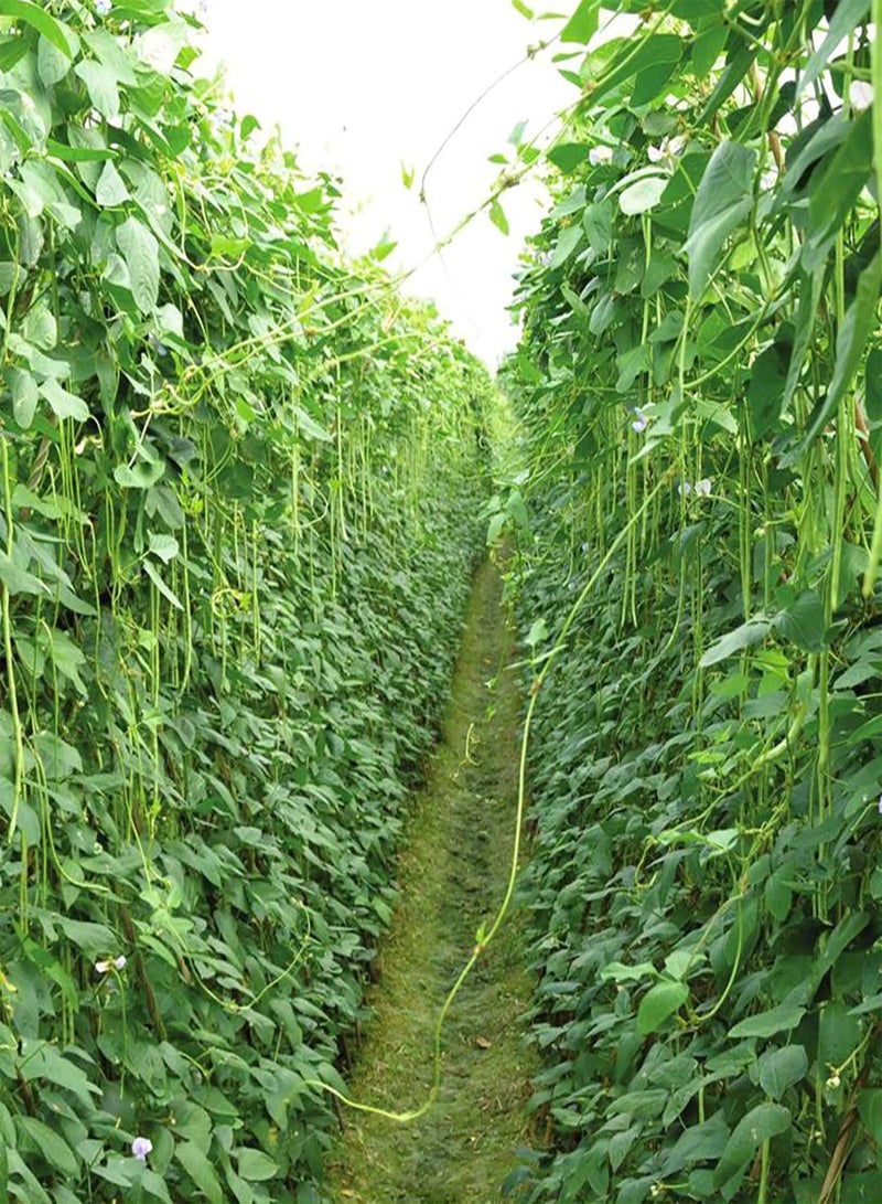 GGOOT 250Pcs Vegetable seeds Edible Non GMO Fresh Natural Long Bean seeds Farm Accessories Green - Image 2