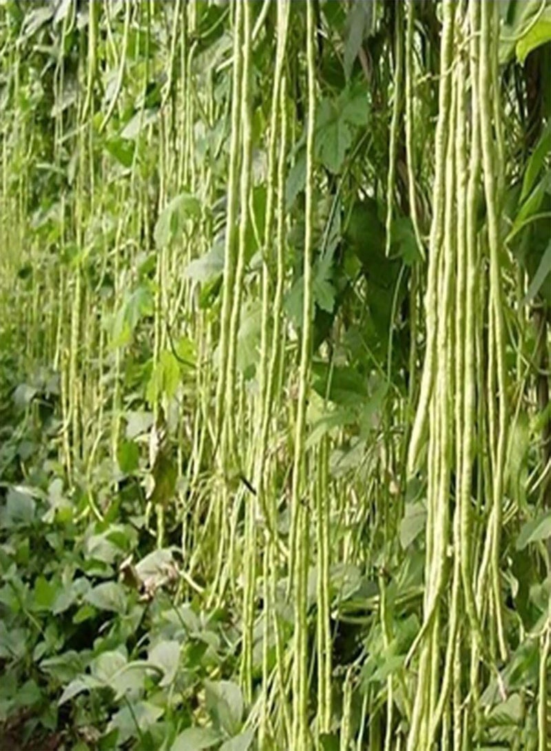 GGOOT 250Pcs Vegetable seeds Edible Non GMO Fresh Natural Long Bean seeds Farm Accessories Green - Image 3