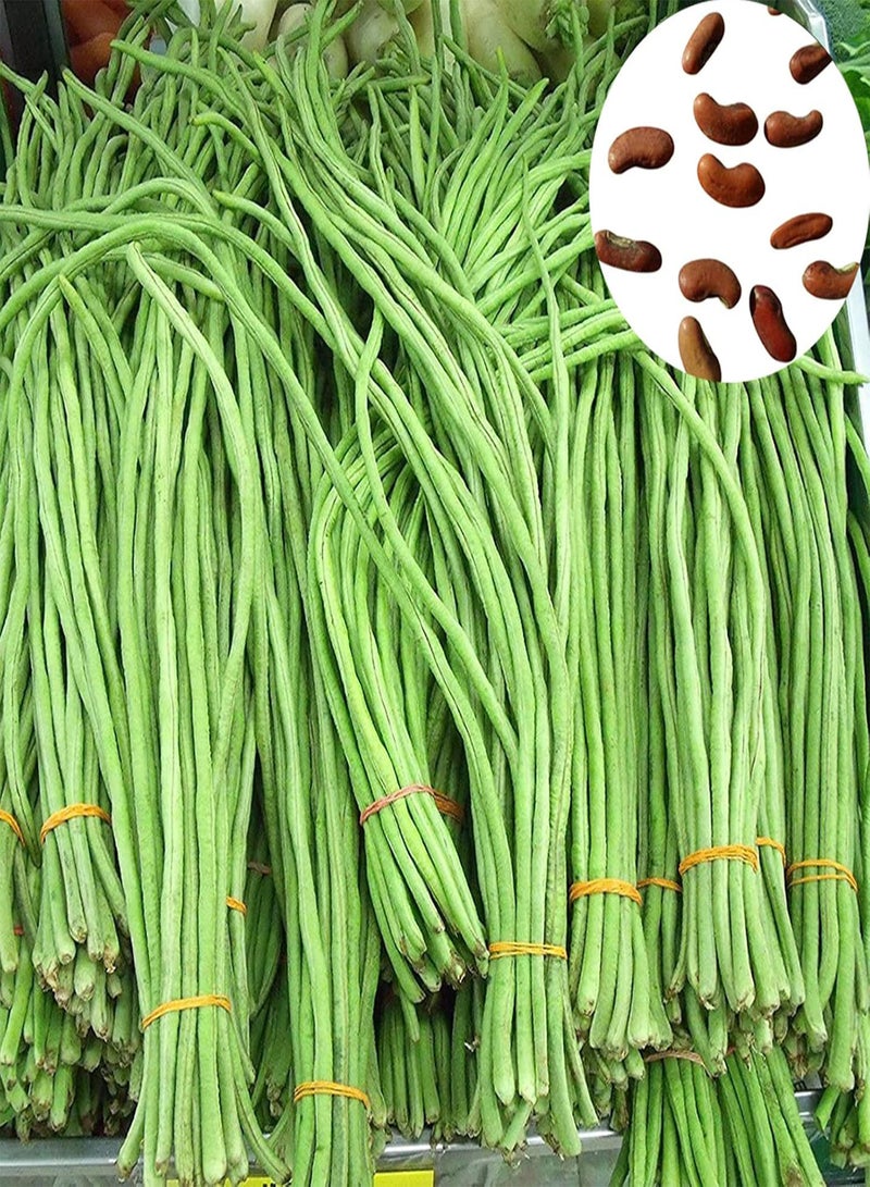 GGOOT 250Pcs Vegetable seeds Edible Non GMO Fresh Natural Long Bean seeds Farm Accessories Green - Image 1
