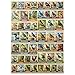 MyPuzzle.com MyPuzzle State Birds Series 50 State Birds Collage Vol1 Premium 1000 Piece Jigsaw Puzzle for Adults - Image 2