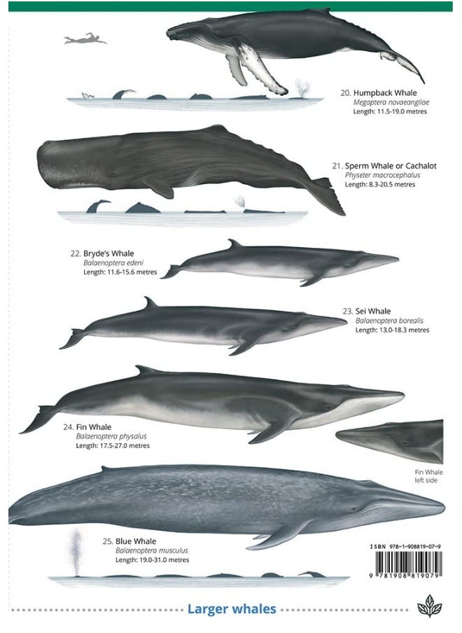 null - Guide to the UK Cetaceans and Seals - Image 1
