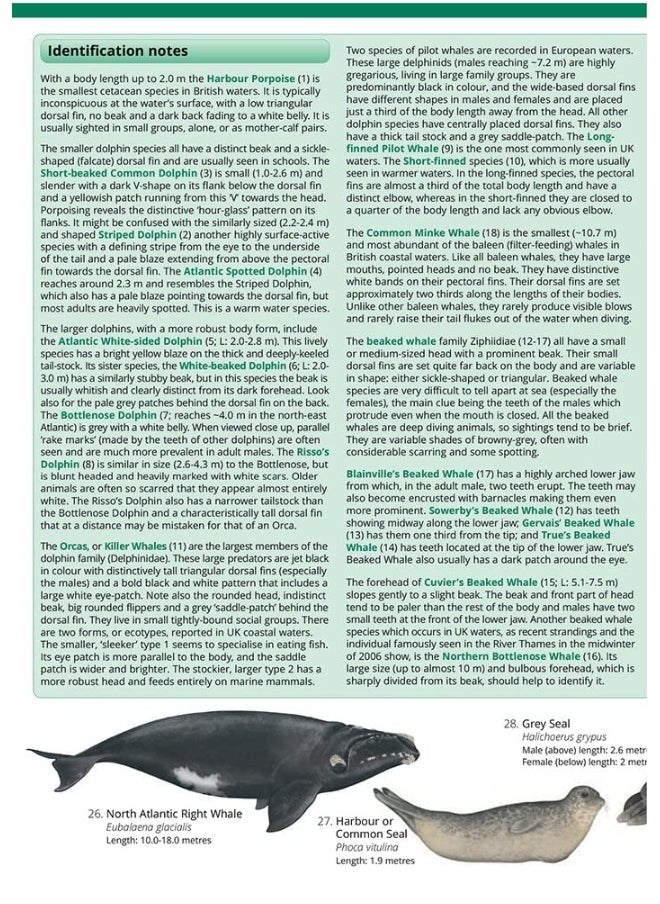 null - Guide to the UK Cetaceans and Seals - Image 1