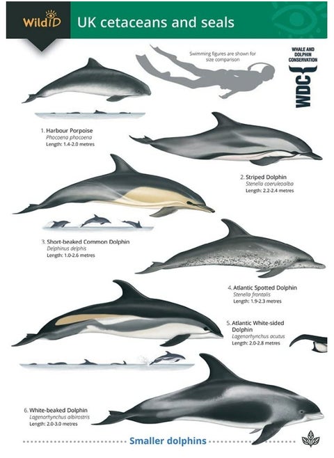 Guide to the UK Cetaceans and Seals
