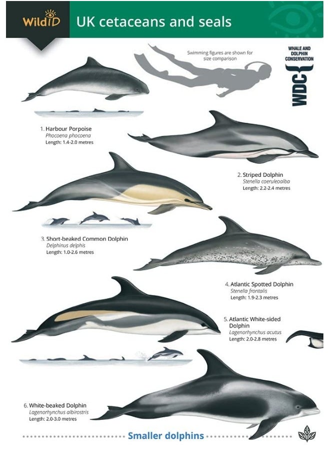 null - Guide to the UK Cetaceans and Seals - Image 1
