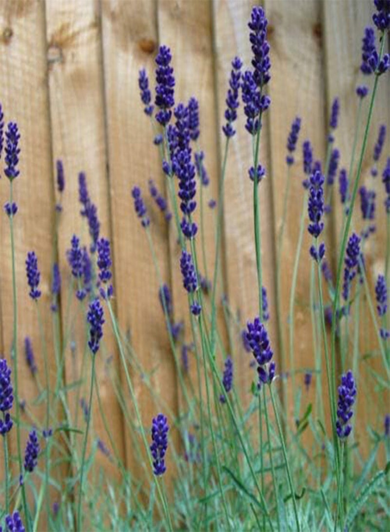 GGOOT Fresh Seeds - Lavender Seeds, Blue Hidcote, Blue Lavender Seeds, Perennial Heirloom Herb 50ct