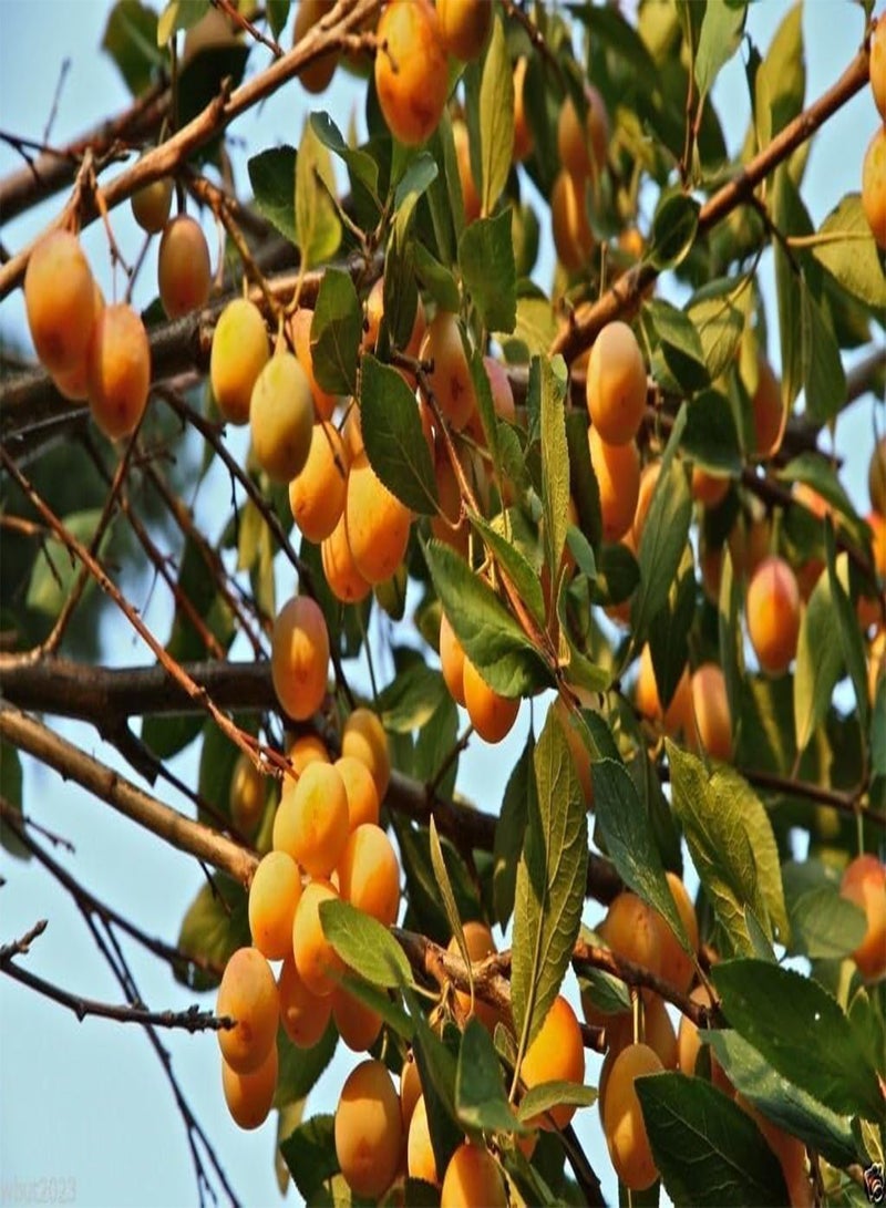 GGOOT Nancy Tree Seeds (Byrsonima crassifolia) Golden Spoon, Nance, Maricao cimun !(20) - Image 1