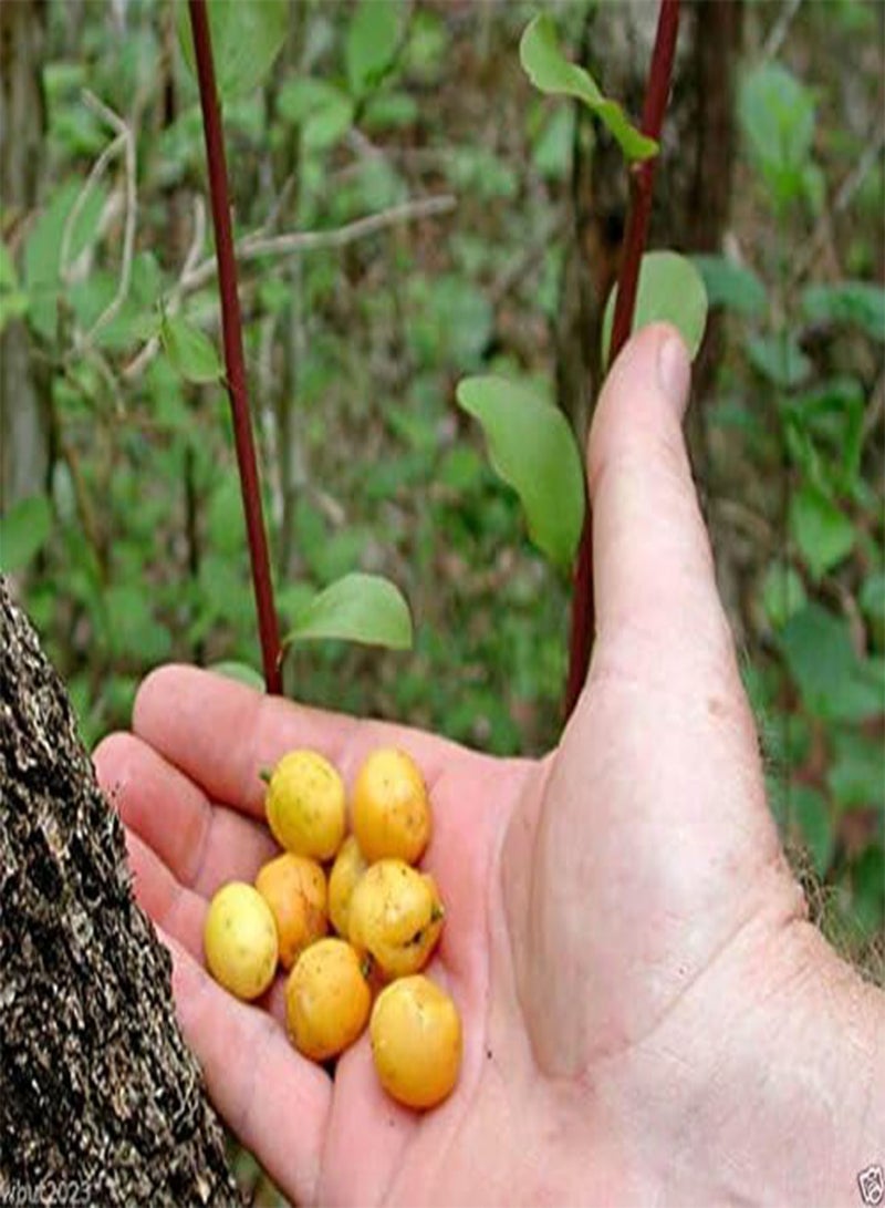 GGOOT Nancy Tree Seeds (Byrsonima crassifolia) Golden Spoon, Nance, Maricao cimun !(20) - Image 4