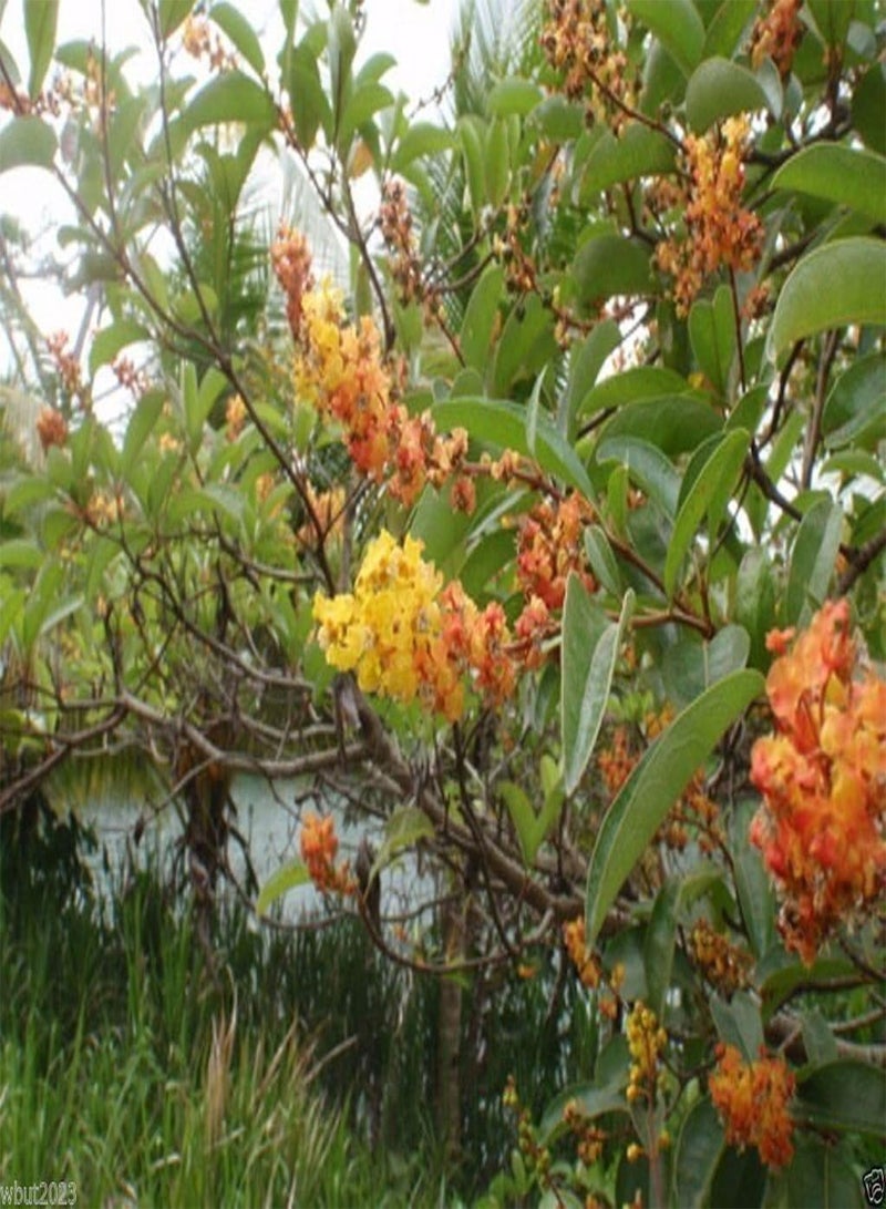 GGOOT Nancy Tree Seeds (Byrsonima crassifolia) Golden Spoon, Nance, Maricao cimun !(20) - Image 3