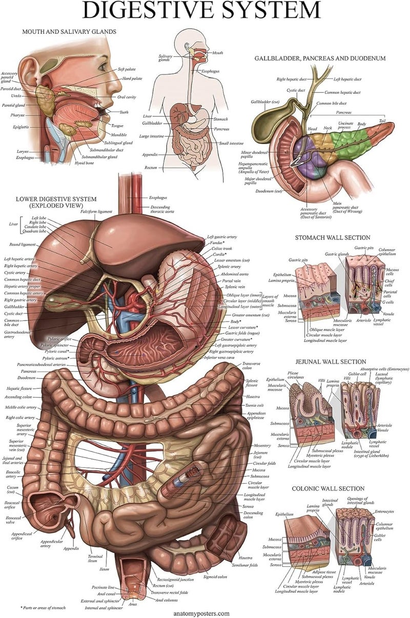 Palace Learning Laminated Digestive System Anatomical Chart  Gastrointestinal Anatomy Poster 18 x 24