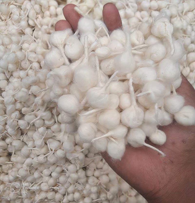RK Trends Hand Made White Cotton Diya Batti Wicks Phool Batti for Diwali Pooja GOL Diya Batti for Puja Wicks GOL batti for Pooja Jyot Batti for Diwali Puja Navratri Pooja batti 3100 PCS - Image 3