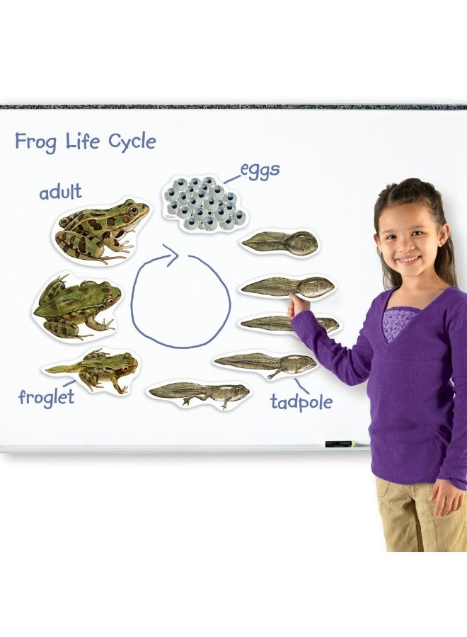 Learning Resources Giant Magnetic Frog Life Cycle (9-Piece Set, Whiteboard Ready, Ages 5+) - Image 2