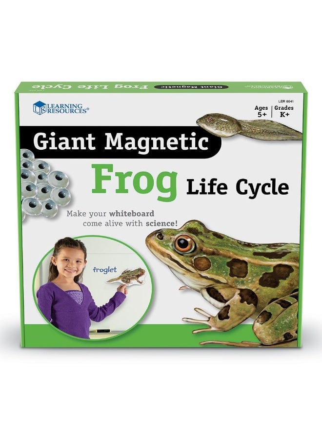 Learning Resources Giant Magnetic Frog Life Cycle (9-Piece Set, Whiteboard Ready, Ages 5+) - Image 3