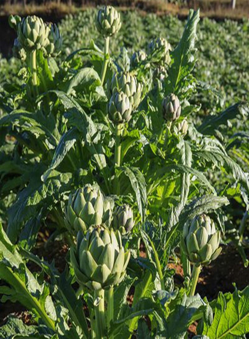 جي جوت 100 قطعة/كيس بذور الخرشوف ذات معدل إنبات مرتفع وغير معدلة وراثيًا من Green Globe بذور الخرشوف الصحية اللذيذة الكبيرة للبستنة - بذور - Image 4