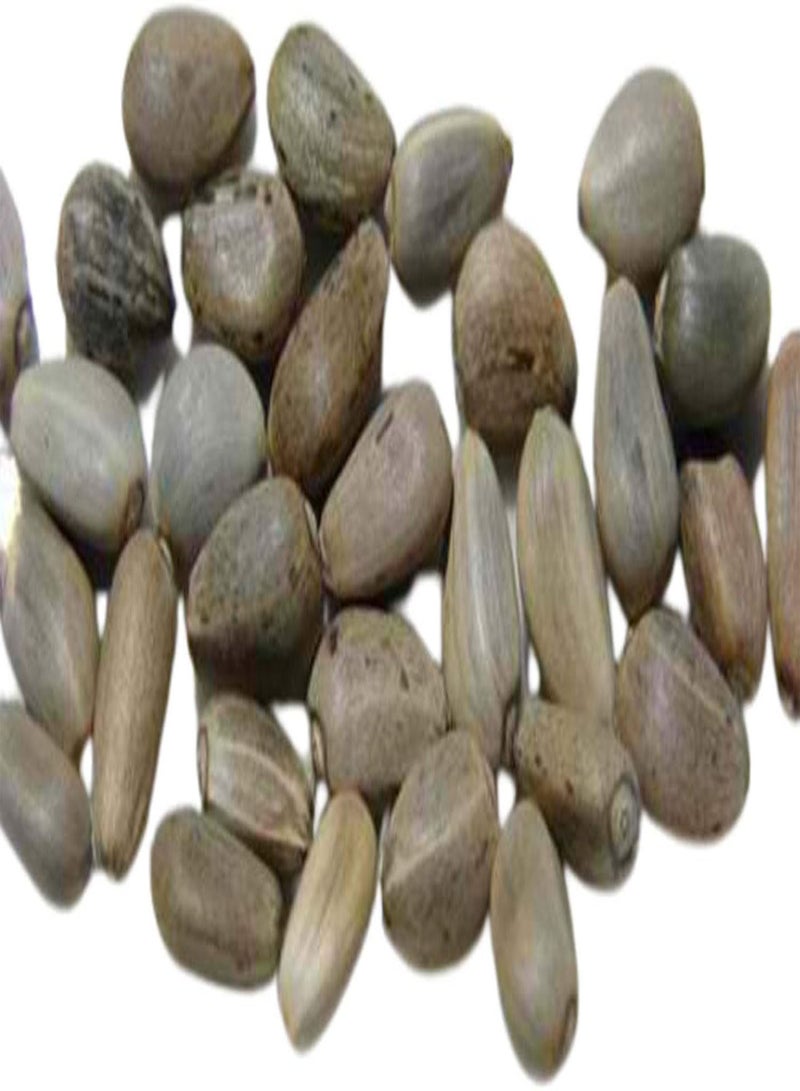 جي جوت 100 قطعة/كيس بذور الخرشوف ذات معدل إنبات مرتفع وغير معدلة وراثيًا من Green Globe بذور الخرشوف الصحية اللذيذة الكبيرة للبستنة - بذور - Image 5