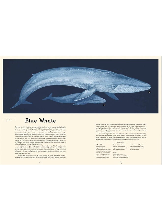 Oceanarium - Image 4