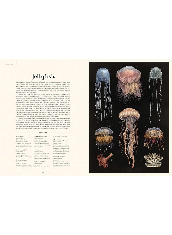 Oceanarium - Image 2