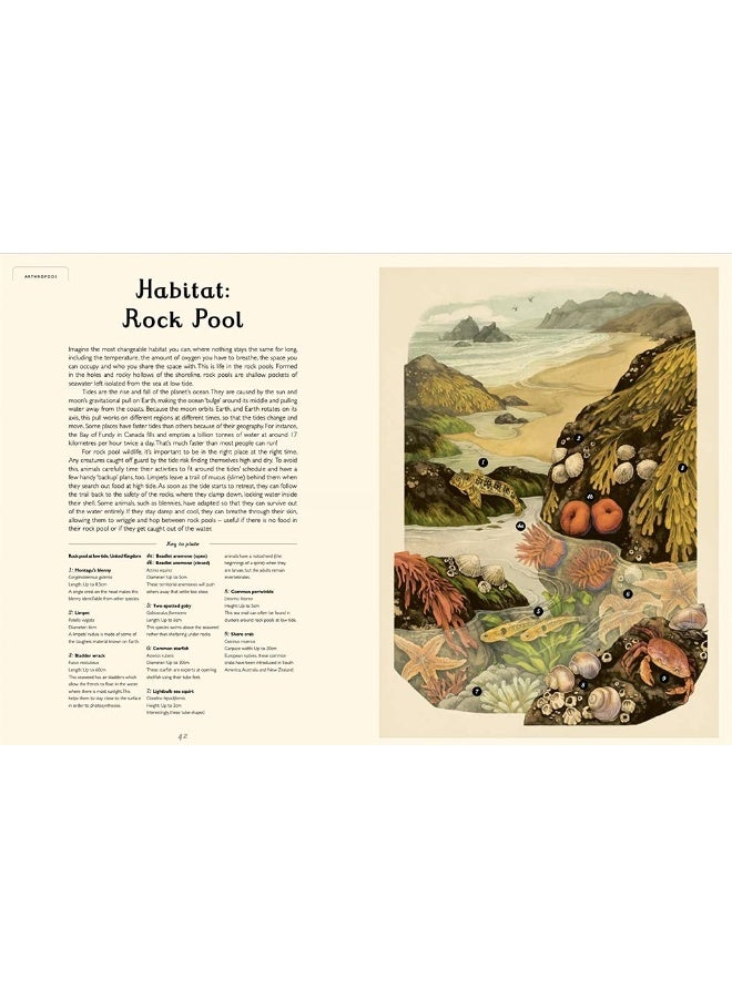 Oceanarium - Image 3