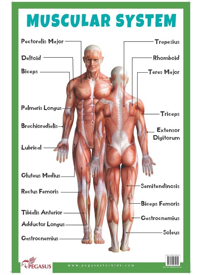 Muscular System: Human Body Charts